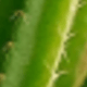 Nhiều màu