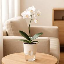 1 pieza Maceta autorriego de 6 pulgadas, maceta de jardín blanca para plantas de interior, maceta transparente con nivel de agua visible, maceta de flores de estética moderna para decoración de escritorio, sala, cocina, dormitorio y alféizar, adecuada para plantas de interior y exterior, orquídeas, hierbas, pothos, suculentas, violetas (Blanco)