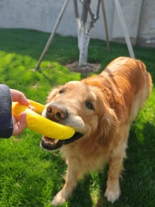 Floating Dog Toy, Chew-Resistant, Suitable For Outdoor Interactive Training For Small/Medium Dogs, Helps Grind Teeth, Relieve Boredom & Consume Energy, Prevent Biting Furniture, Indoor Toy - Multicolor - View 2