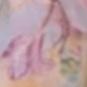 tử đinh hương