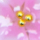 Hồng