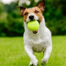 Kit Of 6 Tennis Balls, Training Ball, Beach Tennis Toy, Dog, Clay Court, Professional Beach Tennis - A - 查看 5