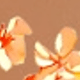 橘色
