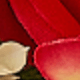 紅色