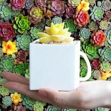 10pcs/25pcs Succulent Wrap Bags, Small Kraft Paper Succulent Gift Box Fits 2.36 Inch Pots For Party Favors - Khaki - View 9