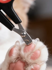 5毫米不锈钢宠物指甲钳，防滑手柄，精准修剪猫狗指甲，弧形刀片+安全护罩防止过度修剪，简约银色设计，日常宠物护理必备 - 彩色 - 查看 4