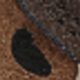Marrón