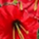 紅色