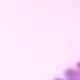 Purple + Pink