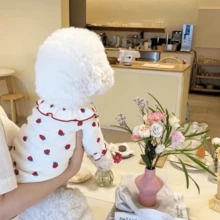 1 pieza Atuendo de fresa de dos patas para perro y gato, ropa de nuevo estilo primavera/otoño para Teddy, Bichón, Caniche y otros perros y gatos pequeños - Multicolor - Ver 4