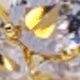 CC de oro