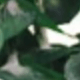 彩色