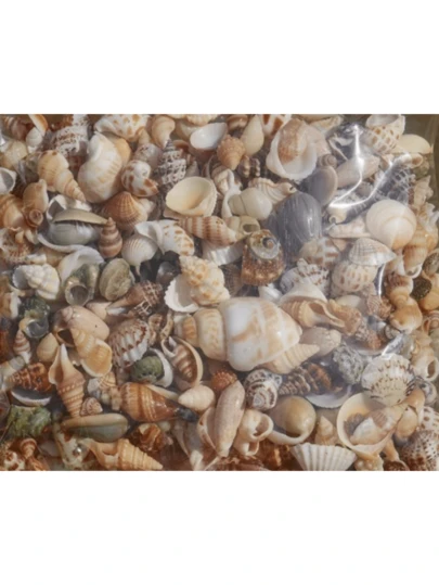Colorful Mini Shell Sand Mix Pack -50/100g, 12 Unique Styles, Suitable For DIY Crafts, Scrapbooks, Drift Bottles, And Aquarium Decoration, Birthday And Graduation Gifts.