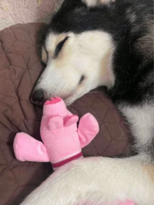 1 Pack Animal Shaped Squeaky Toys (Elephant/Duck/Pig) - Durable Chew Toys, Suitable For Dogs Who Love To Chew, Also Help Clean Teeth - Multicolor - View 6