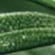tinh dầu hương thảo