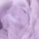 Màu Lilac Tím