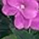 Màu tím