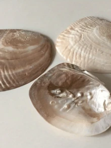 1个复古天然贝壳托盘，贝壳首饰展示架，收纳盘，工艺工具，适用于家居客厅办公室装饰，家居装饰品，是情人节、复活节、母亲节、生日的理想礼物，也可用作厨房配件、厨房装饰托盘、水果托盘、毕业礼物、首饰收纳托盘、化妆间装饰、房间装饰。 - 彩色 - 查看 11