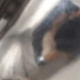Multicolor