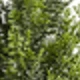 Künstlicher Baum Aus Zedernholz, 60 Zoll, Schmal, A-form, 2 Stk.