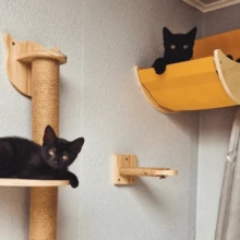 Cat Hammockm, Cat Perch, Cat Wall Lounge Bed, Cat Wall Furniture, Indoor Cat Wall Shelf - Apricot - View 3