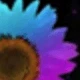 Multicolor