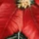 Rojo y blanco