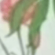 trắng