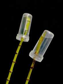 10/1pc Transparent Leak-Proof Flower Preservation Tubes With Sealing Caps, Mother'S Day Flower Preservators, Spring/Summer Flower Arrangement Tools, Graduation Party Decorations, Home Decor, Wedding Center Ornaments, Preserved Flower Vase Decorations, Home Decor - Multicolor - View 9