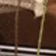 شفاف