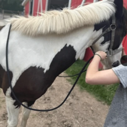 1pc Horse Rein, Convenient Control Horse Rein, Standard Durable Nylon Braided Locking Rein