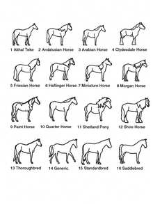 16 Warm And Cute Horse Custom English Name Stainless Steel Pendant Necklaces, Suitable For Horse Lovers, Horse Raising Families, Simple And Beautiful, Unique Design, Versatile Accessories For Daily Banquets, Parties, Weddings, Music Festivals, Mother's Day, Valentine's Day, Christmas, Thanksgiving, Birthdays, A Perfect Gift For Moms, Ladies, Friends, And Partners