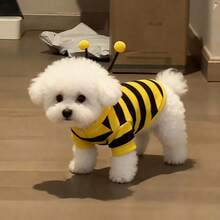 زي نحلة جديد وجميل مناسب للكلاب والقطط الصغيرة، موضة لعيد الهالوين - أصفر - مشاهدة 9