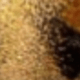 Multicolored Leopard Print