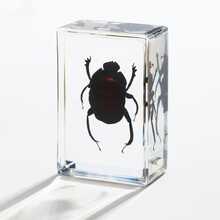 1pc Insect & Plant Specimen Preserved In Transparent Resin Amber Box! Permanent Insect & Plant Model Craft, Natural Real Insect Resin Specimen Paperweight, Amber Transparent Animal & Plant Insect Model Square, Decorative Craft Ornament, Highly Valuable Collectible. - Multicolor - View 6