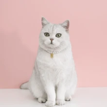 公主风猫咪项链，樱桃心形蝴蝶结吊坠宠物项链，宠物生日礼物纪念品，适合小型猫狗 - 彩色 - 查看 10