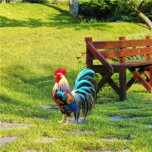 The Crowing Rooster At Dawn Symbolizes Punctuality, Diligence, And The Dispelling Of Darkness To Welcome The Light. This Rooster Decor Can Be Used To Adorn Living Room TV Cabinets, Entryway Consoles, And Home Office Desks, Serving As An Auspicious Decoration Representing The Zodiac Sign Of The Chicken While Also Enhancing The Home's Aesthetic. - Multicolor - View 4