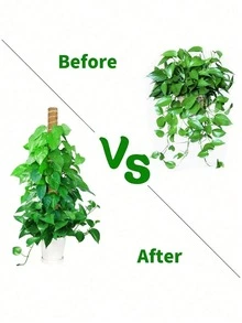 Que que đỡ cây tự làm, que rêu xếp chồng được, que rêu mềm, dây leo uốn lượn tự do, dùng để đỡ cây, cây lớn, cây leo, cây trong nhà, hoa và cây trồng trong chậu, trang trí mùa xuân. - Nhiều màu - Xem 10