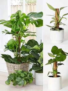 Que que đỡ cây tự làm, que rêu xếp chồng được, que rêu mềm, dây leo uốn lượn tự do, dùng để đỡ cây, cây lớn, cây leo, cây trong nhà, hoa và cây trồng trong chậu, trang trí mùa xuân. - Nhiều màu - Xem 5