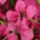 Rosa Fucsia