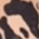 獵豹