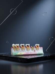 1个牙科模型展示架，牙科解剖教学工具，适用于医学教育辅助和牙科诊所装饰，包含正常、浅、中、深、晚期残余牙根和遗传牙阶段的牙科结构模型，科学教育用品，牙科教学演示模型 - 彩色 - 查看 6