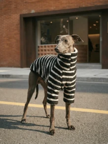 1件宠物秋冬双面毛绒弹力舒适保暖面料高领时尚复古黑白条纹狗狗连帽衫