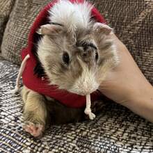 Small Pet Clothes, Rabbit Clothes, Cute Guinea Pig Hooded Sweatshirt - Warm Pet Clothing Suitable For Kittens, Ferrets And Other Small Animals