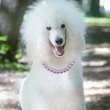 1pc Luxury Purple Faux Pearl Pet Necklace, Suitable For Small, Medium And Large Dogs & Cats, Holiday Gift, Daily Wear, Dog Collar - Multicolor - View 6