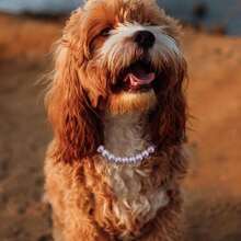 1pc Luxury Purple Faux Pearl Pet Necklace, Suitable For Small, Medium And Large Dogs & Cats, Holiday Gift, Daily Wear, Dog Collar - Multicolor - View 5