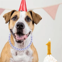 Elegant Pet Accessories, Purple Faux Pearl Dog Necklace, British Style Cat Necklace, Pet Collar Accessories, Suitable For Daily Wear And Parties - Multicolor - View 5