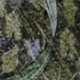 淺藍色