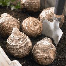 BIG GARDEN - Semillas de Oreja de Elefante E1 (500 unid) - 1 pieza - Ver 2