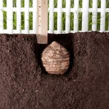 BIG GARDEN - Semillas de Oreja de Elefante E1 (500 unid) - 1 pieza - Ver 3